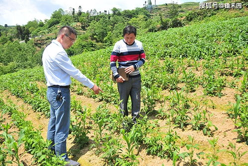 好消息 退耕还林补贴来了 2020年每亩补贴多少钱