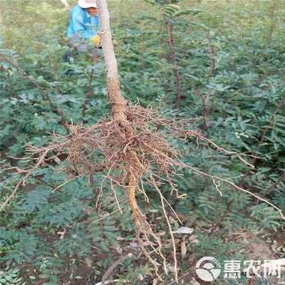 山东临沂优质大红袍花椒苗 林木种子生产经营许可证认证